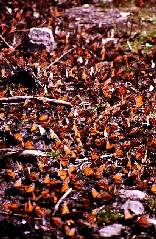 Monarchfalter an einer Wasserstelle