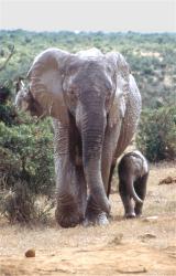 Elefantenfamilie im Addo-Park