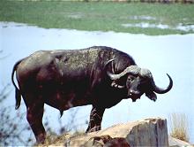 ..... dann sahen wir einen Kap-Büffel