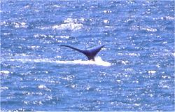 Wale in der Bucht vor Hermanus