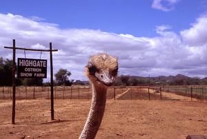 Straußenfarm in Oudtshoorn