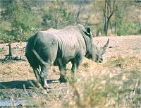 Unser erstes Nashorn