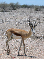 Am Wasserloch des Okaukuejo-Camps