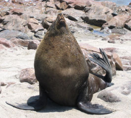 Robben beim Cape Cross
