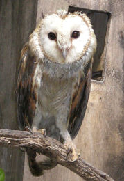 Uhu in der 'World of Birds'