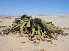 Welwitschia mirabilis