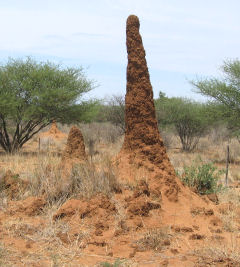 Termitenbauten am Weg