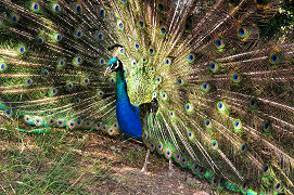 Pfau am Berg Filérimos