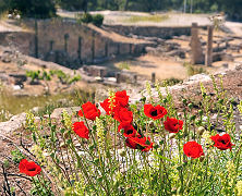 Neues Leben in den alten Ruinen von Kámiros