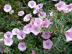 Blüten am Wegesrand