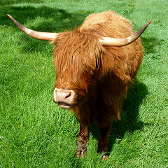Schottisches Hochlandrind auf unserem Weg nach Süden
