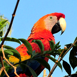 Einer der morgendlichen Krächzer in unserem Hotel Chiquitos in Concepción