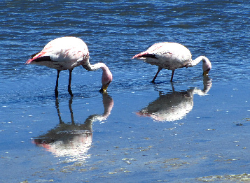 Flamingos an der Laguna Colorada