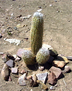 Kaktusse wachsen in allen möglichen  Formen :-)