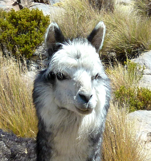 Alpaka der ECO-Lodge Tumarapi auf 4400m Meereshöhe