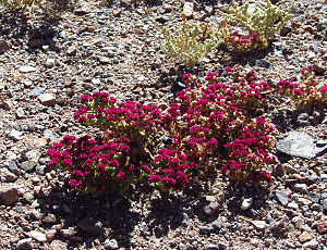Tapfere Blümchen in der Geröllwüste