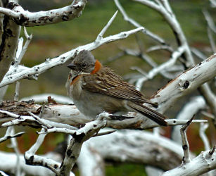 Kleine Vögel nutzen die leblosen Baumgerippe