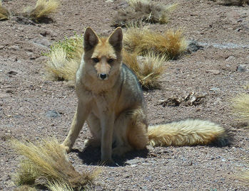 Andenfuchs an der Laguna Meñiques