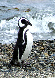 Magellan-Pinguin an der Magellan-Straße