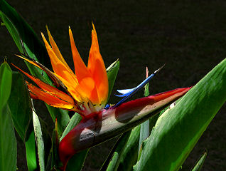Papageienblumenblüte im Hotelgarten