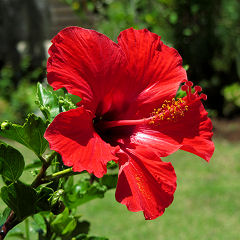 Eine von unzähligen Blüten im Hotelgarten