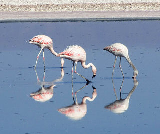 Flamingos im Lago Chaxa im Salar de Atacama