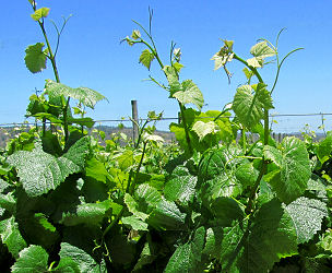 Heftig sprießender Sauvignon Blanc im Weingut Casas del Bosque