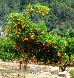 Orangenbäumchen auf dem Weg nach Deiá