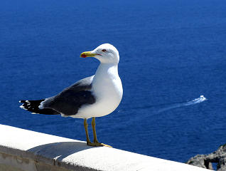 Möve am Cap Formentor