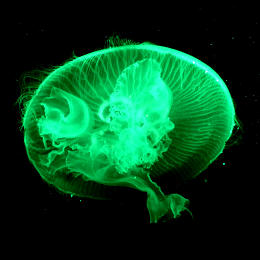 Faszinierende Qualle im Aquarium von Palma