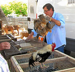 Hühnerhändler am Markt in Sineu