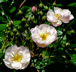 Duftende Rosen in 'Rosenlunds Rosarium'