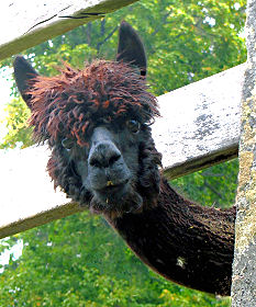 Neugieriger Blick in die Morgenlandschaft (zugegeben, das Alpaka lebt eigentlich in der gestern besuchten Burg Rappottenstein :-))