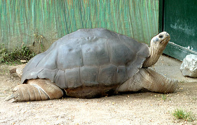 Riesenschildkröte im Reptilienzoo Happ