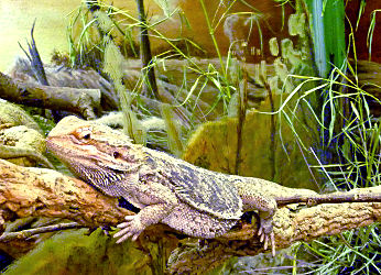 Agame im Reptilienzoo Happ