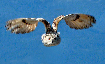 Uhu im Anflug in der Adlerarena Landskron