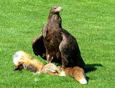 Stolzer Steinadler mit 'erbeuteter' Fuchsattrappe in der Adlerarena Landskron