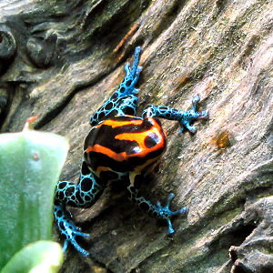 Farbenprächtiger Giftfrosch im Amphibienhaus des Zoos in St. Helier