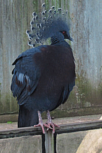 Muntere Fächertaube im Papiliorama in Kerzers