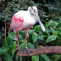 Löffler im Papiliorama in Kerzers