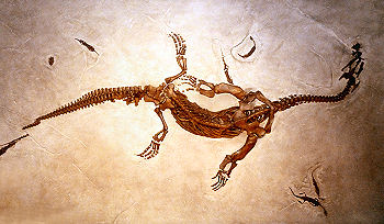 Urzeitliches Skelett im Museum des Luzerner Gletschergartens