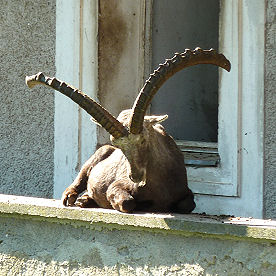 Steinbock im Schlossgraben von Schloss Lamberg in Steyr