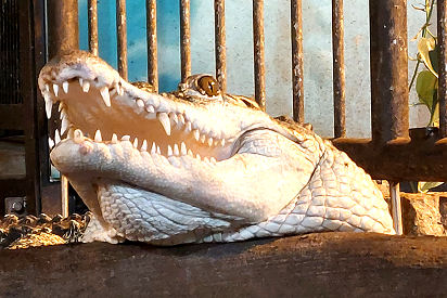 Krokodil im Aquarium von Bergen
