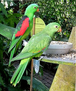 Loris im botanischen Garten in Turku