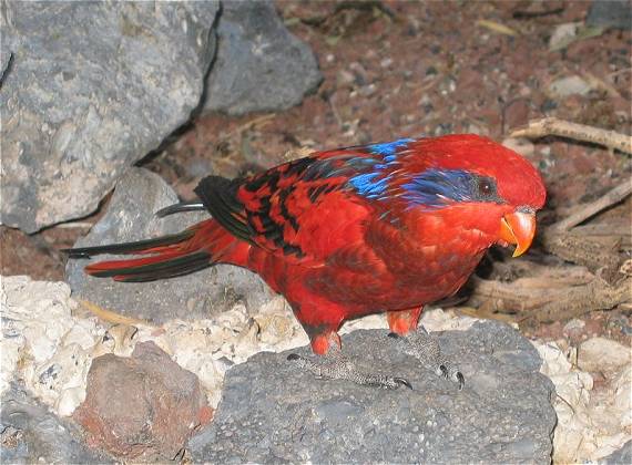 Bunter Zwitscherer im Parque Tropical